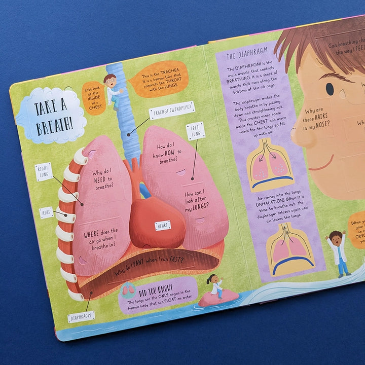 Question and Answer Flap Book - Human Body