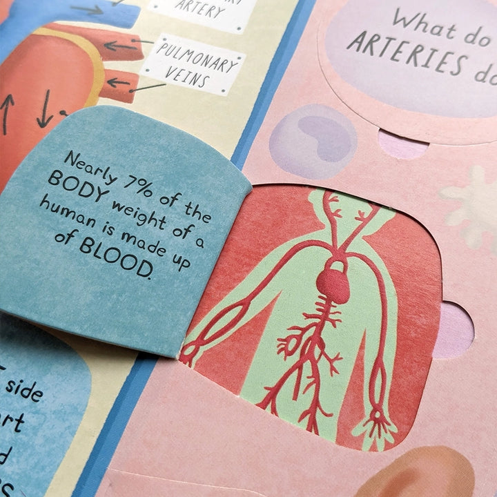 Question and Answer Flap Book - Human Body