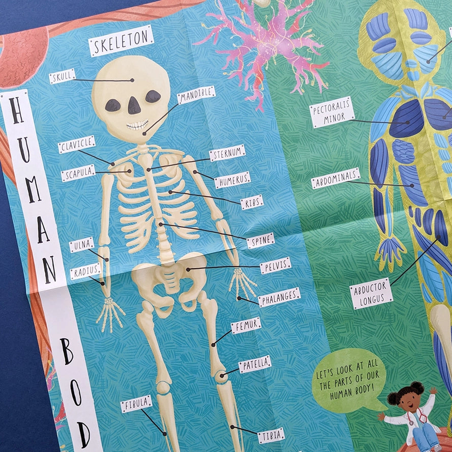 Question and Answer Flap Book - Human Body