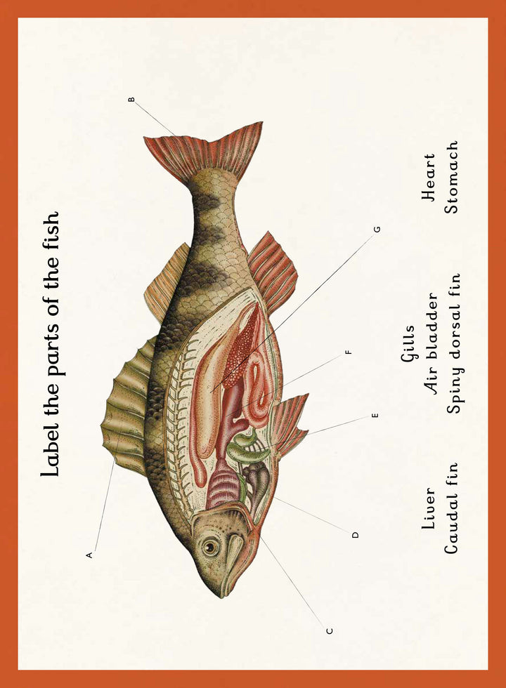 Animalium Activity Book