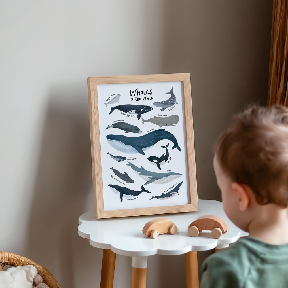 Mabel & Fox - Art Print - Whales of the World - Mabel & Fox
