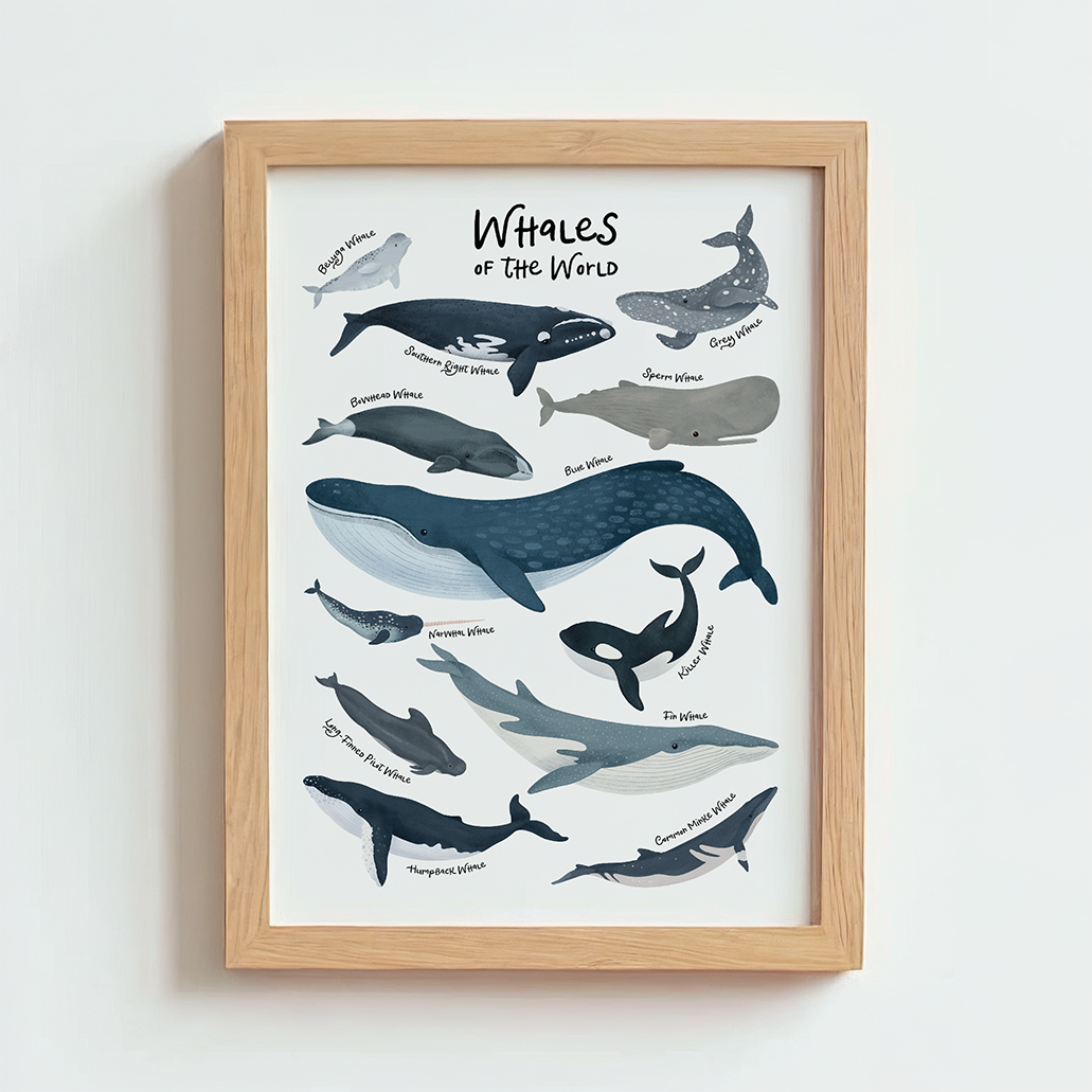 Mabel & Fox - Art Print - Whales of the World - Mabel & Fox
