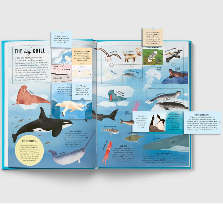 Lift-the-flap Encyclopaedia of Oceans - Mabel & Fox