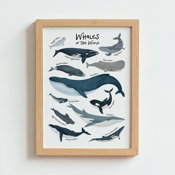 Mabel & Fox - Art Print - Whales of the World - Mabel & Fox