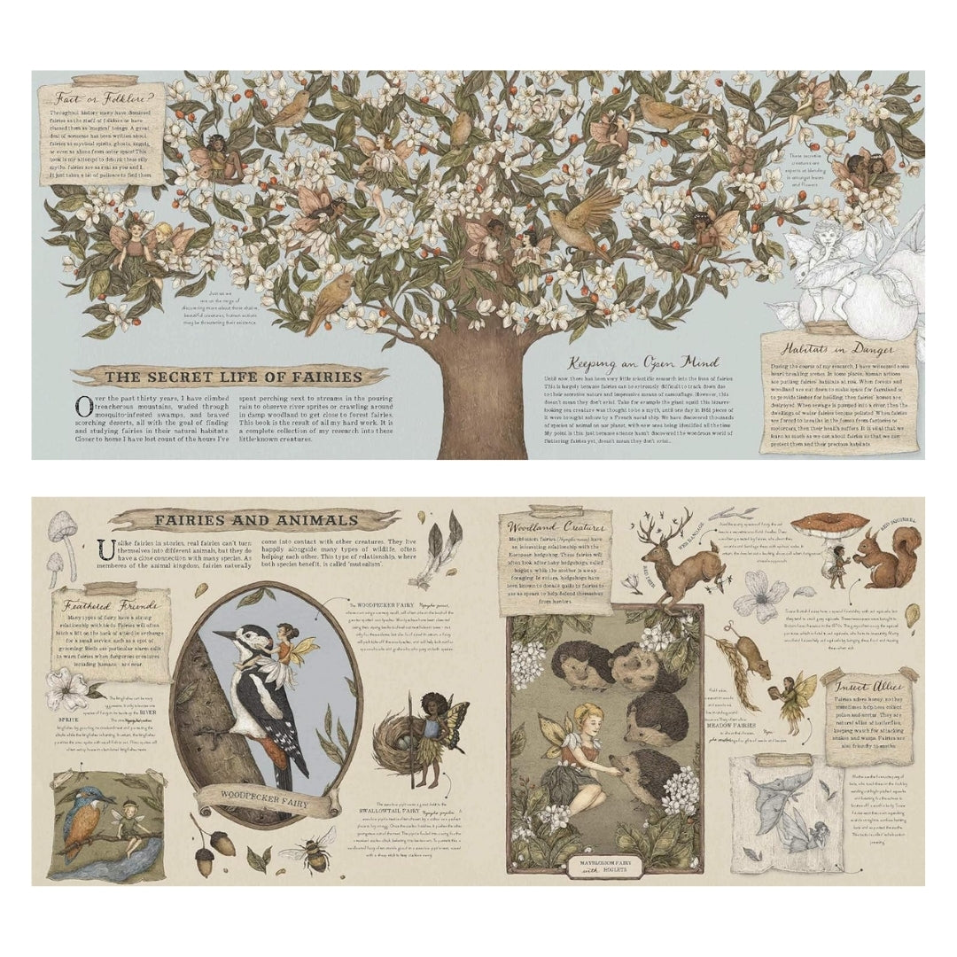 A Natural History of Fairies (Folklore Field Guides) - Mabel & Fox